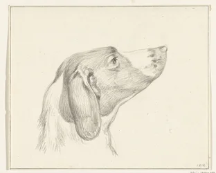 Head of a Dog, Facing Right
