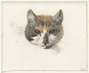 Head of a calico cat, front view, with open eyes