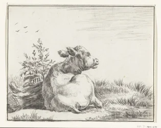 Lying Cow, from Behind