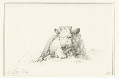Lying Cow, Front View