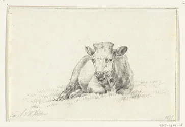 Lying Cow, Front View