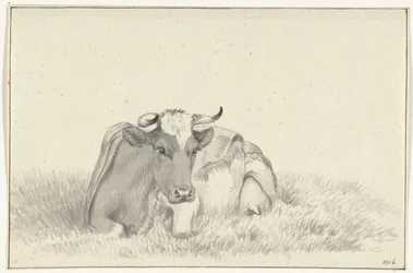 Lying Cow, from the Front