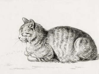 Lying Cat