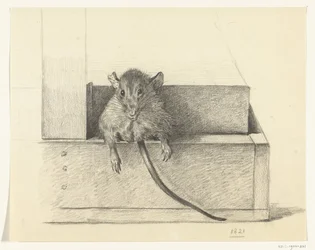 Mouse (in a Trap?)