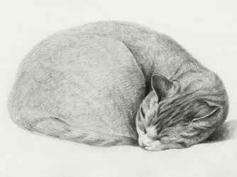 Rolled Up Lying, Sleeping Cat