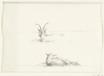 Sketches of a lying goat and a sheep, from behind