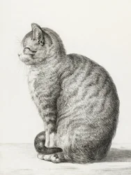 Sitting Cat