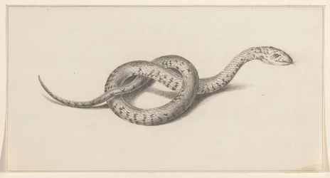 Snake