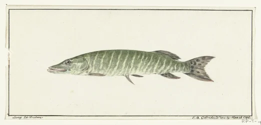Pike