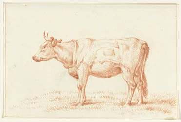 Standing Cow, Facing Left