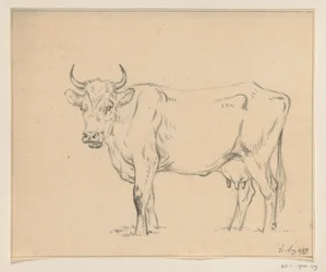 Standing Cow, Facing Left