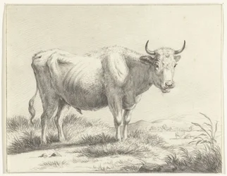 Standing Cow, Facing Right