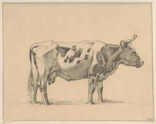 Standing Cow, Facing Right
