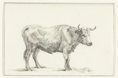 Standing Bull, Facing Right