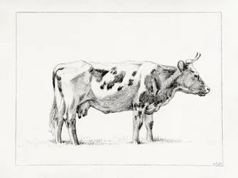 Standing Cow