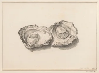 Two opened oysters