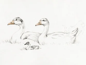 Two Geese With a Young