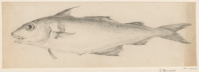 Fish, Facing Left