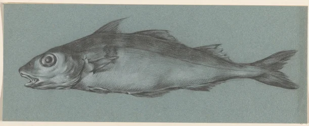 Fish, Facing Left