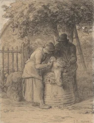 Sheepshearing Beneath a Tree
