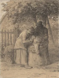 Sheepshearing Beneath a Tree