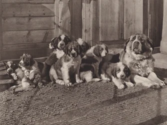 Switzerland: The Famous St Bernard Dogs
