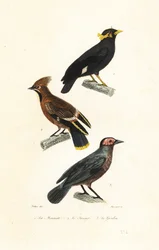 Hill myna, Bohemian waxwing and coleto