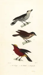 Hook-billed vanga, rufous vanga and yellow-crowned gonolek