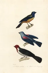 Turquoise tanager, blue-grey tanager, and red-capped cardinal