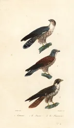 Western plantain-eater, saker falcon and peregrine