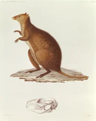 The wallaby or short-tailed kangaroo (Setonix brachyurus), illustration from Voyage de la Corvette l