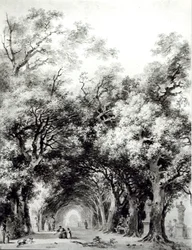 The shady alley