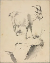 Study of a Goat