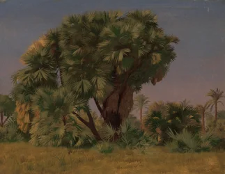 Study of Palm Trees