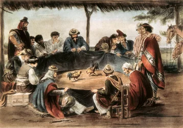 Cockfight in Argentina