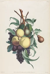 Collection of Flowers and Fruits: Branches of Rousselet, Peach, Plum, and Grape