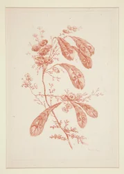 Untitled (Ideal Flowers)