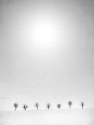 Bare Trees White Snow