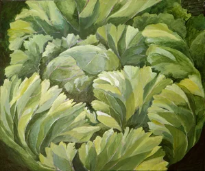 Cabbage, 2013