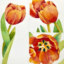 Three tulip studies in a sure, 2013