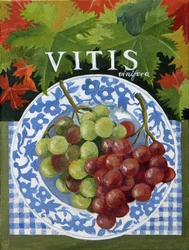 Vitus (grapes)