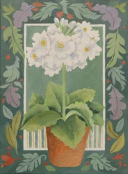 White Primula