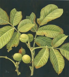 Green walnut