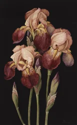 Irises