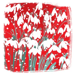 Snowdrops