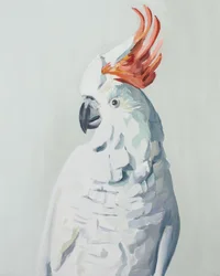 White Cockatoo