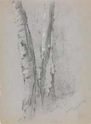 Study of Birch Trunks