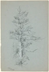 Tree Study