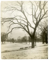 Boston Common & frog-pond, by tree, Boston, USA