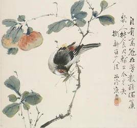 A Chinese Hwamei eating a grasshopper